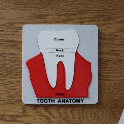 Bộ Xếp Hình Giải Phẫu Răng