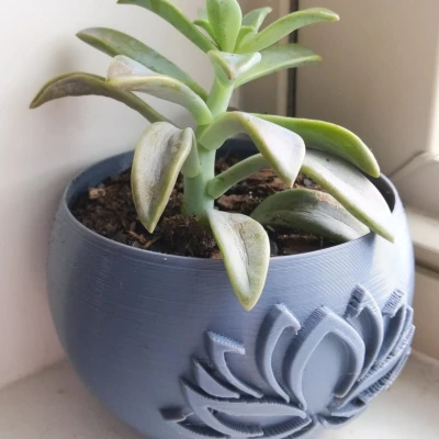 Chậu Trồng Sen Đá Có Đĩa Hứng