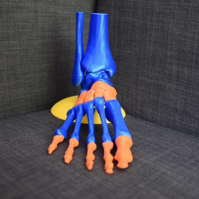 Mô hình chân người