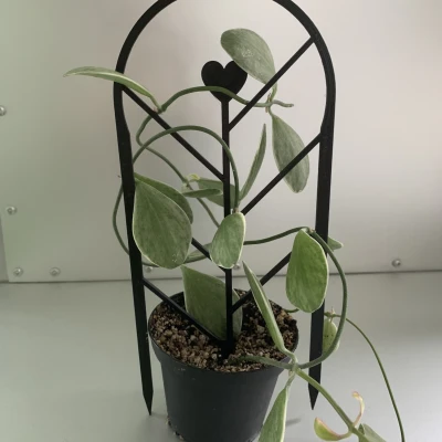 Hỗ trợ thực vật/người leo núi một mảnh