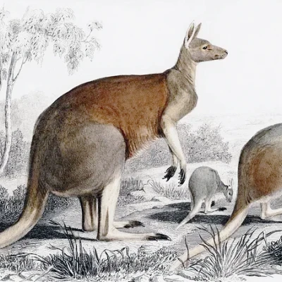 Kangaroos (Macropus Rufus) - Bản in Hueforge
