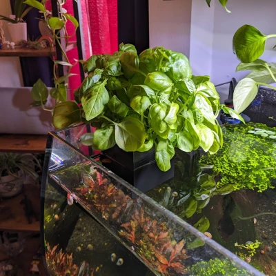 Vườn thảo mộc hồ cá dày lên đến 7mm