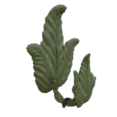 Vine lá móc cho dải lệnh