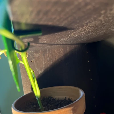 Clip thực vật "pothos" cho tủ sách Billy (IKEA) - 20 mm