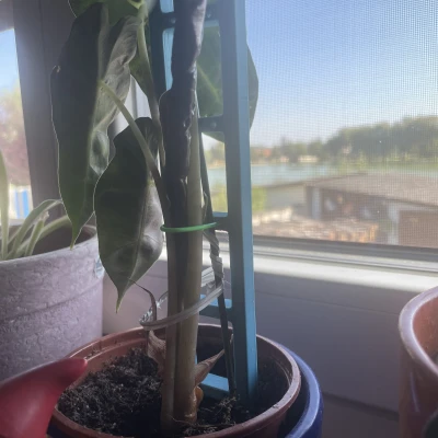 Thang hỗ trợ thực vật