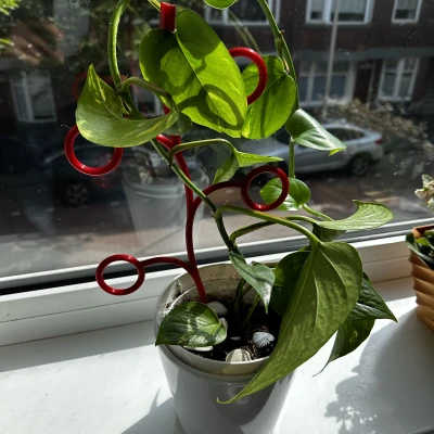 Climber thực vật mở rộng