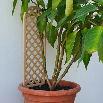 Nhà Trellis nhà máy (Phiên bản đơn & phiên bản mô -đun)