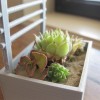 Mini Garden Gate Planter/Vine Ladder - Thumbnail 12