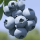 Blue Berry