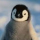 penguinguy_1395647