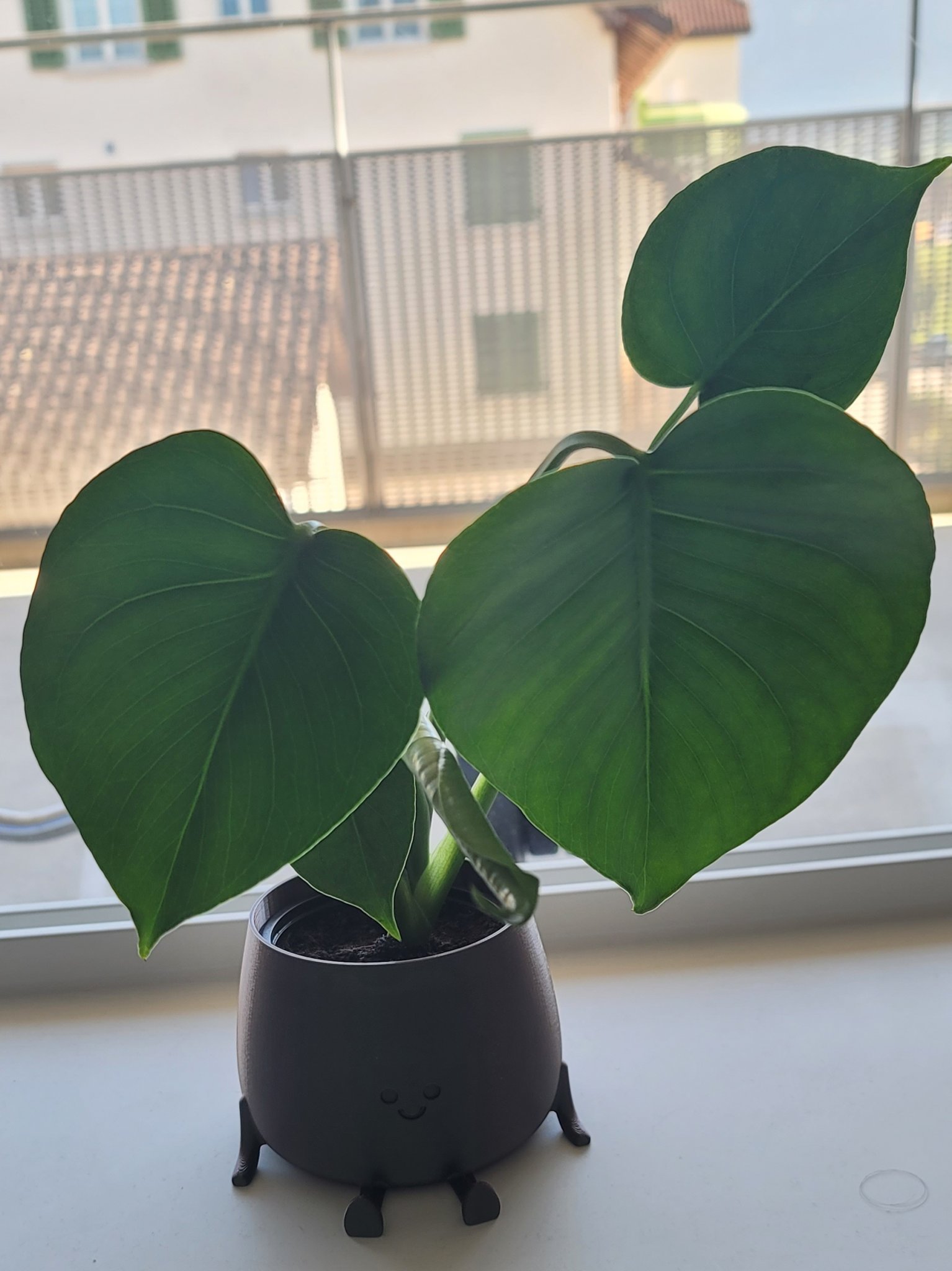 Chậu cây vui vẻ đa năng cho nhà và vườn