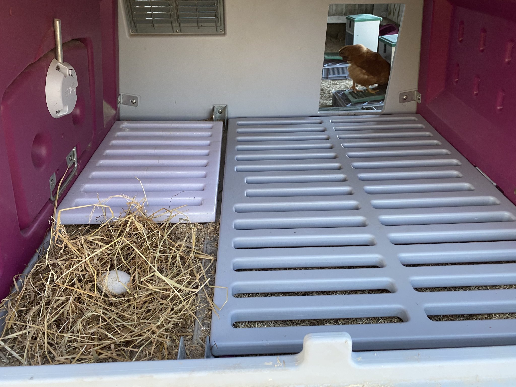 Lưới cho ổ đẻ Omlet Eglu Mk2