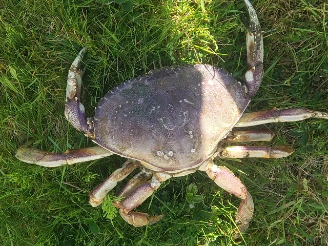 Thước đo cua Dungeness cá nhân hóa cho bờ biển Washington