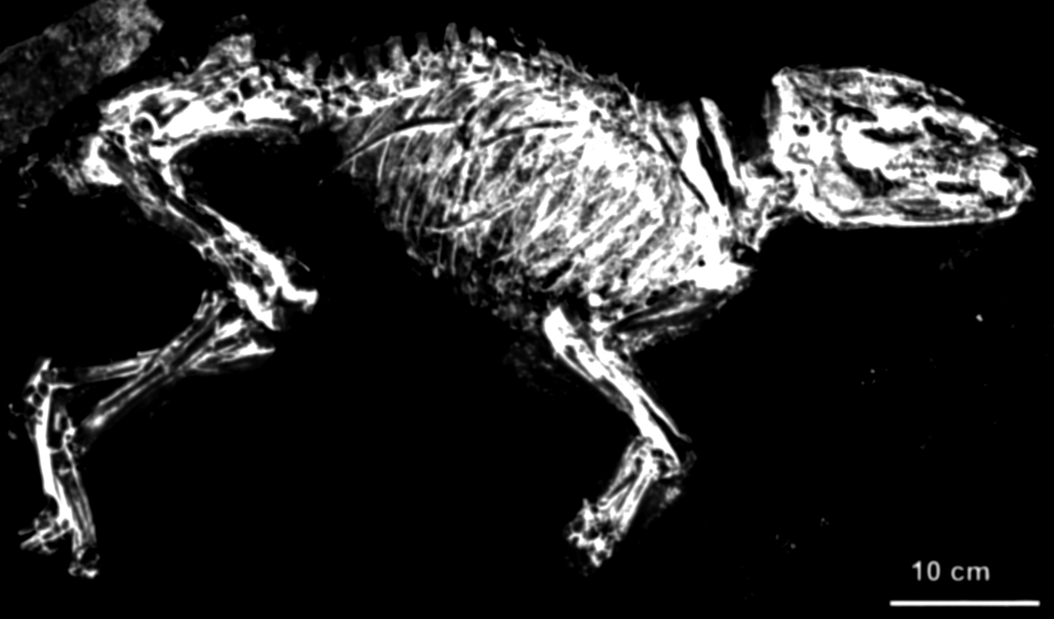 Phát hiện hóa thạch Urpferd từ hố Messel