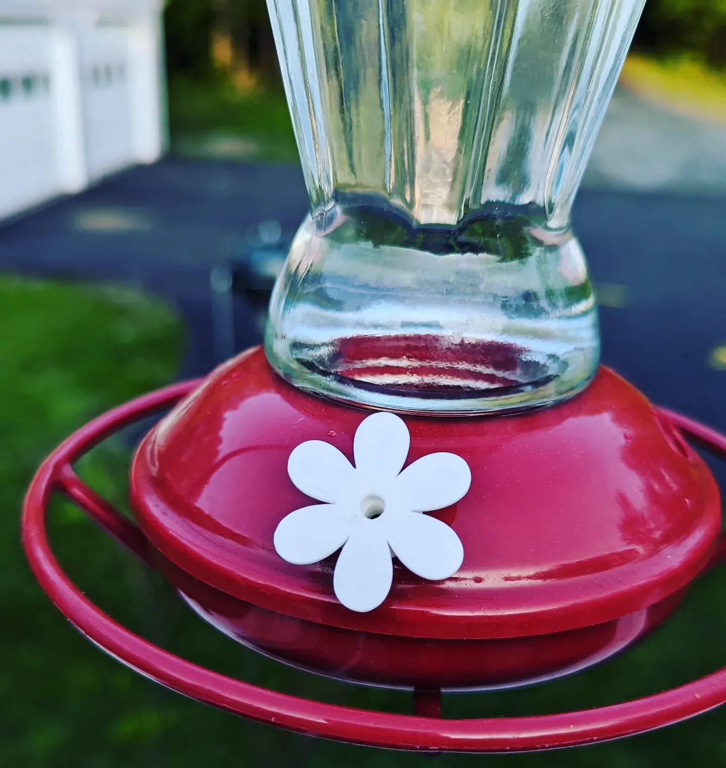 Hoa thay thế cho bộ tiếp đón chim ruồi