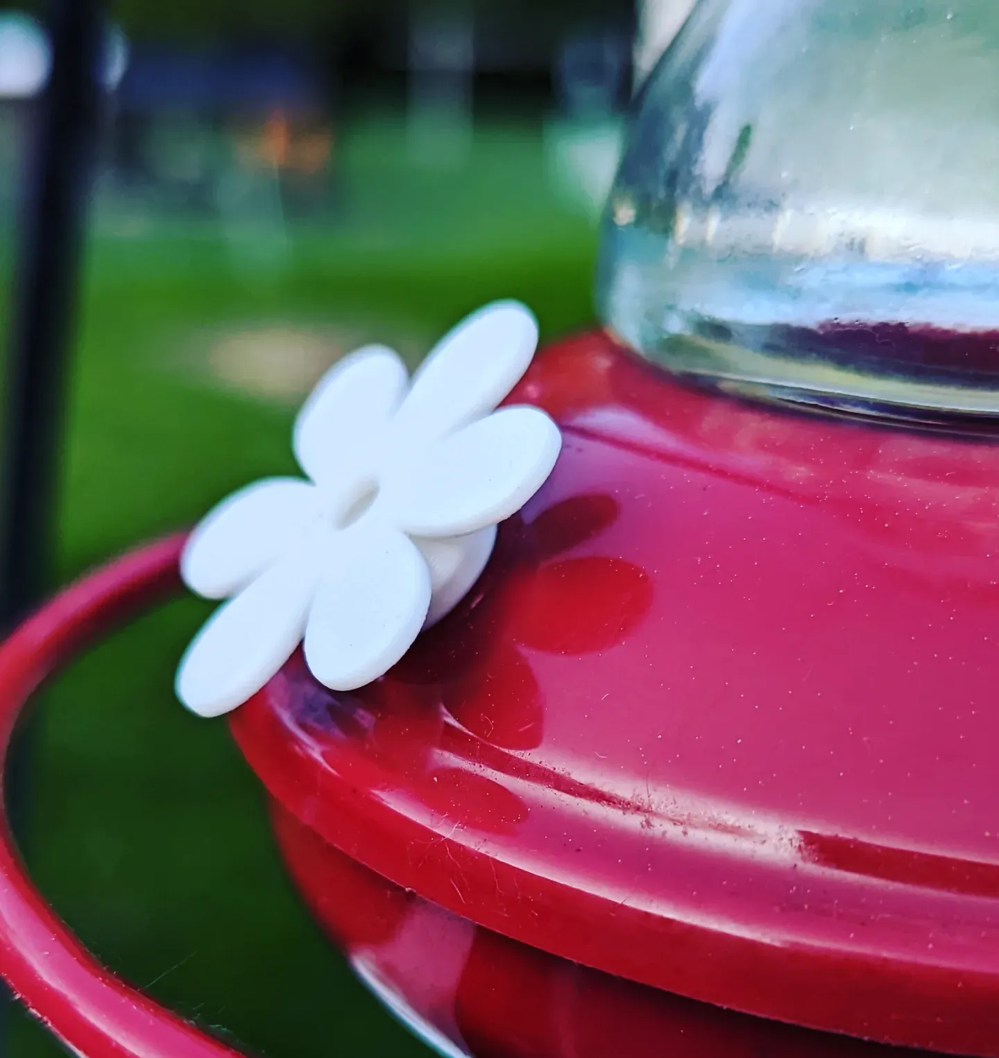 Hoa thay thế cho bộ tiếp đón chim ruồi