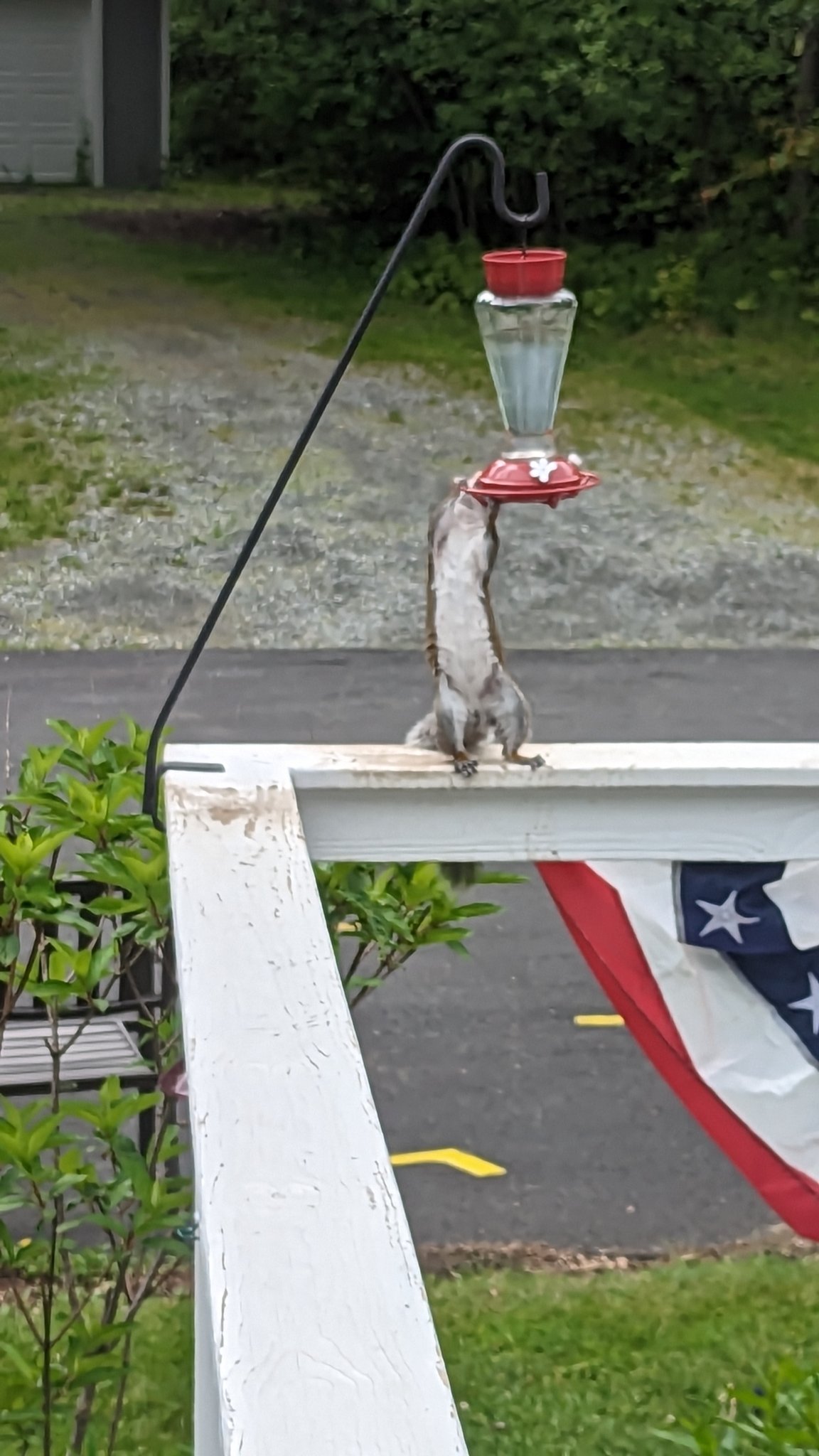 Hoa thay thế cho bộ tiếp đón chim ruồi