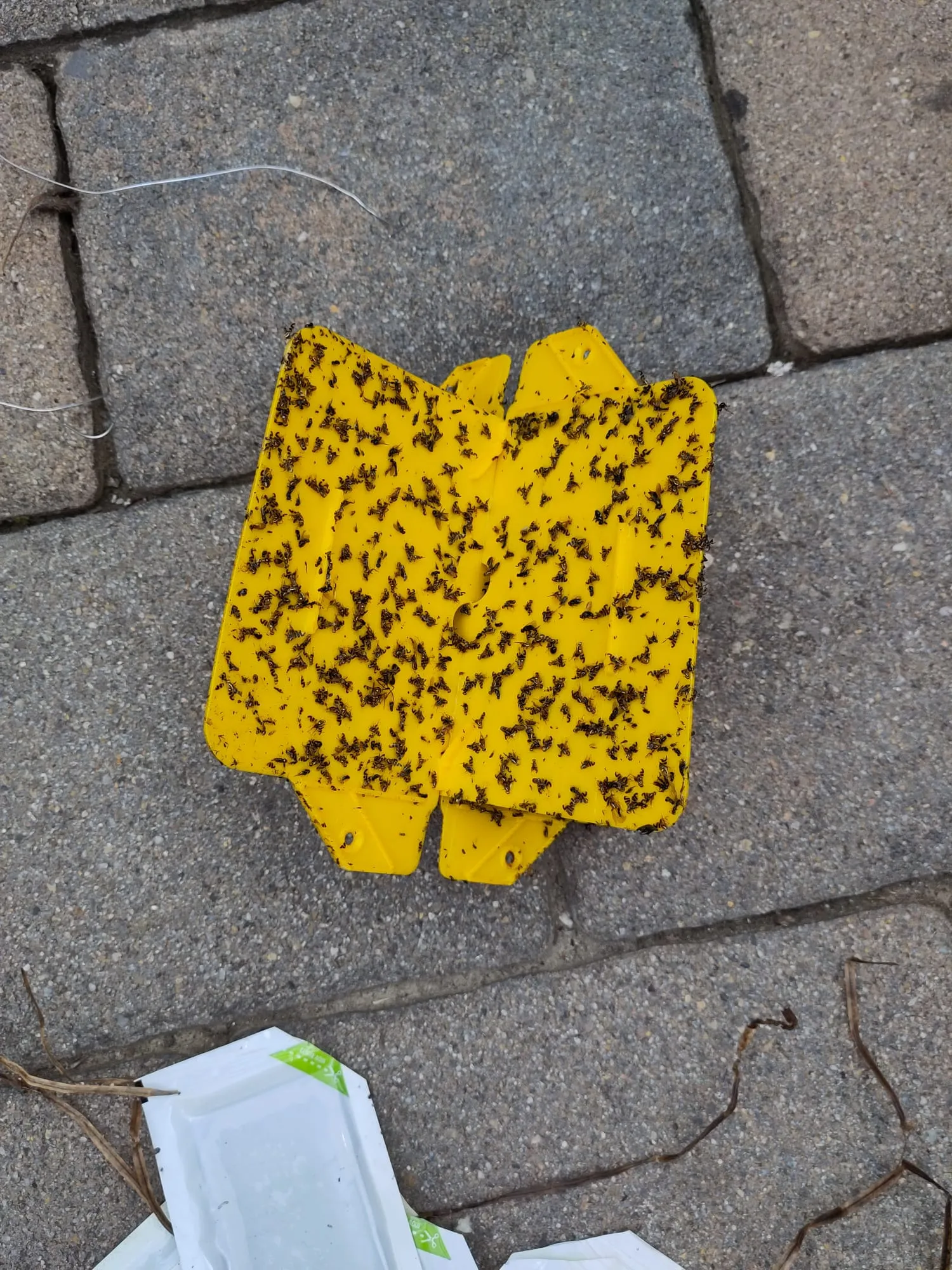 Hộp vệ sinh bẫy ruồi quả óc chó WalnutFlyTrapBox v1