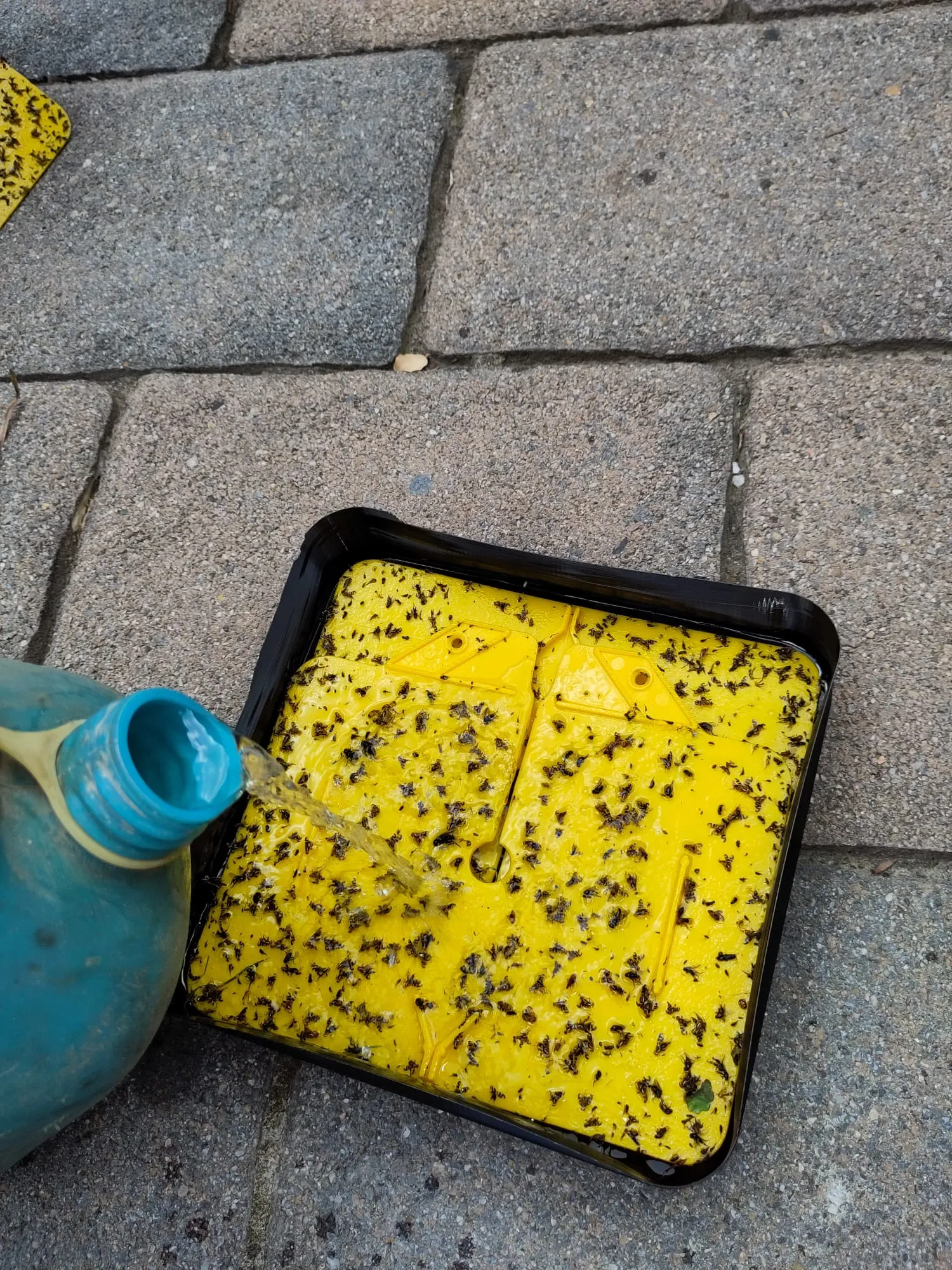 Hộp vệ sinh bẫy ruồi quả óc chó WalnutFlyTrapBox v1