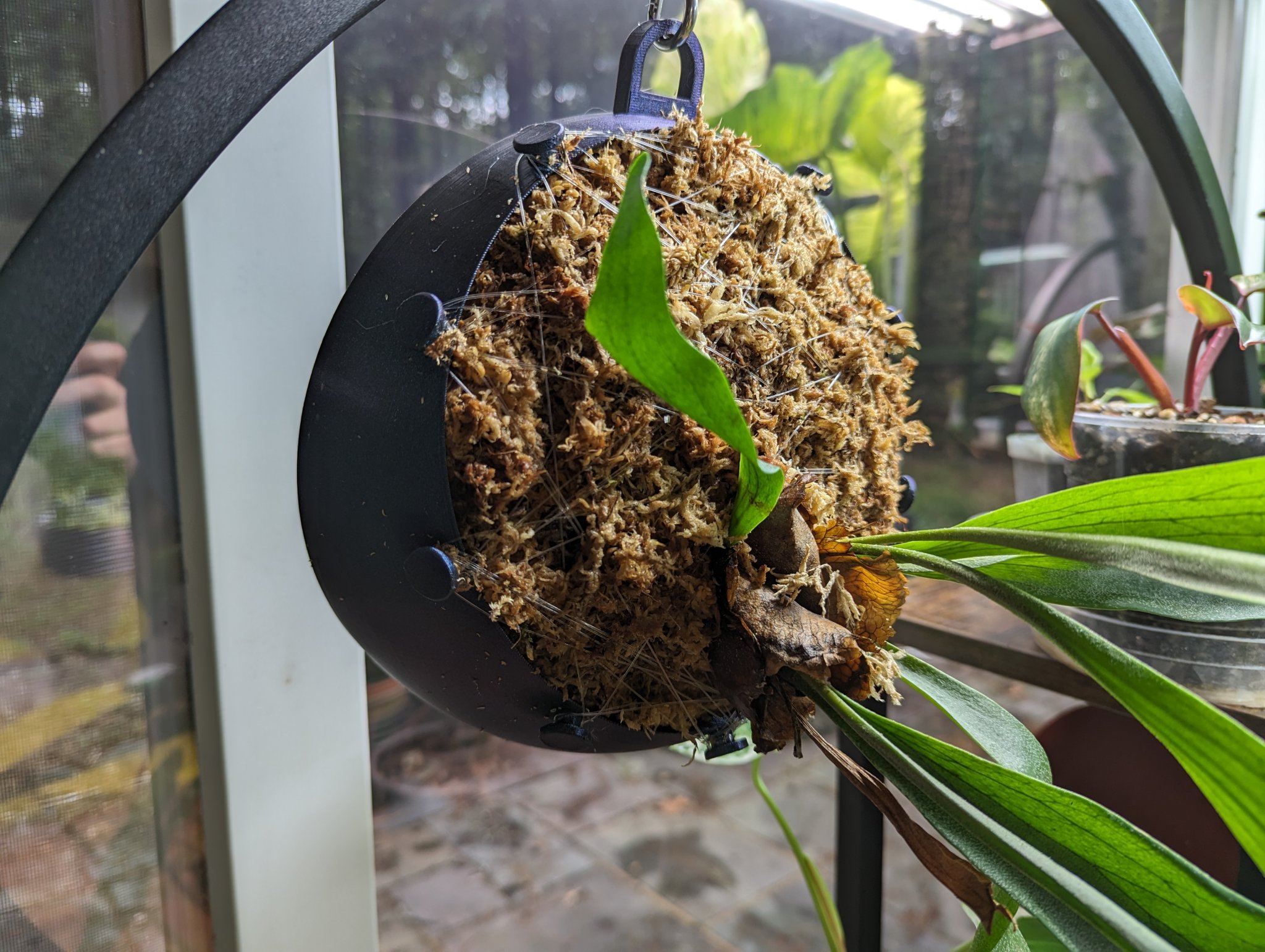 Giá treo cây dương xỉ sừng hươu treo tường