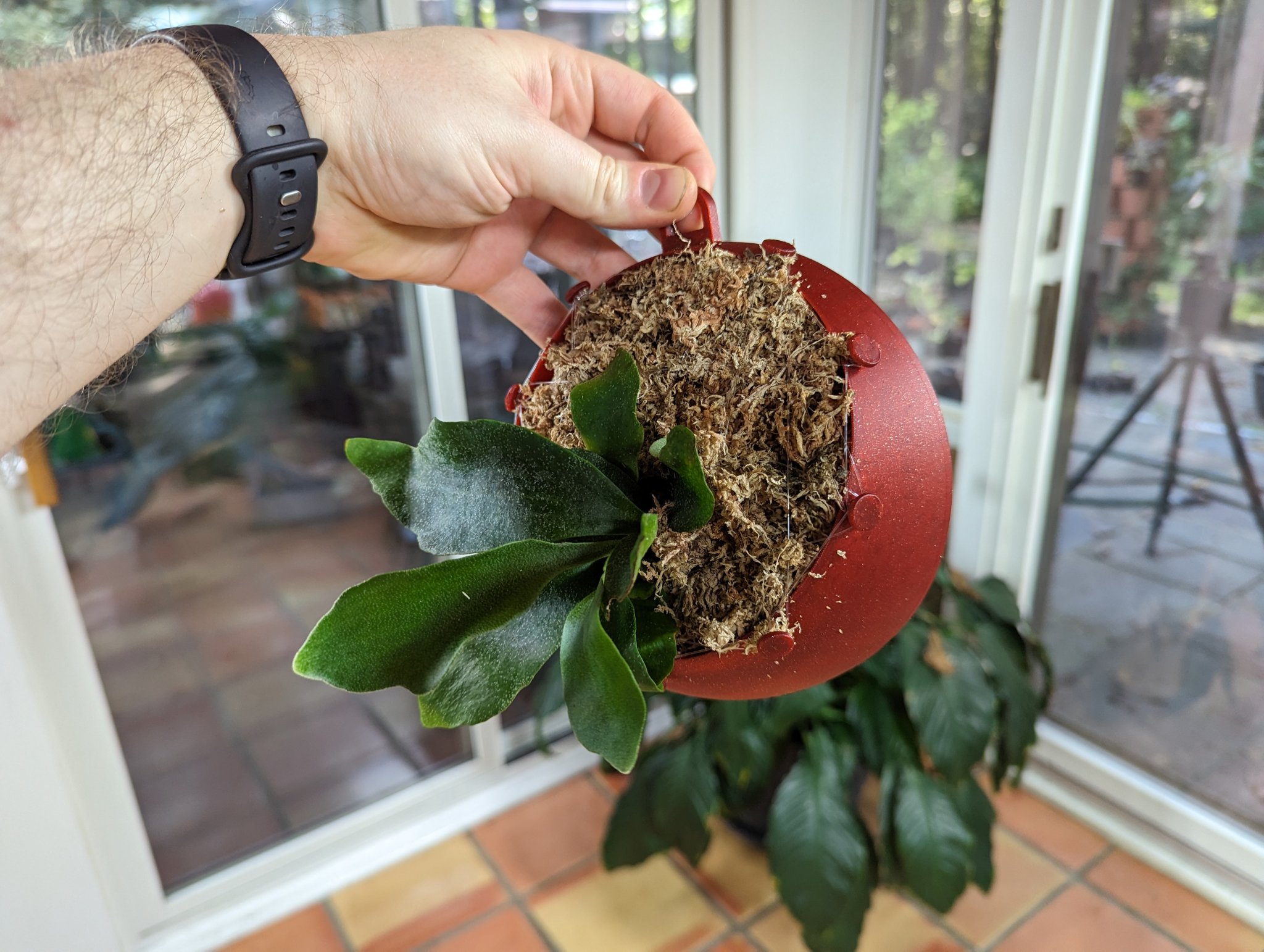 Giá treo cây dương xỉ sừng hươu treo tường