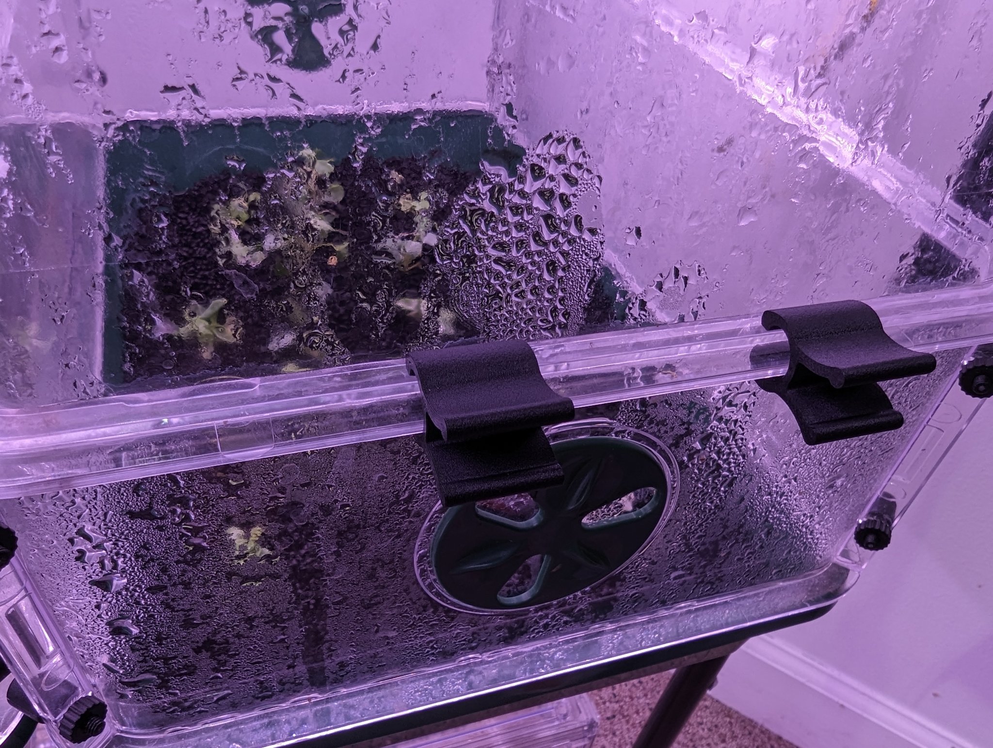 Các kẹp khóa thay thế cho hộp nhân giống EarlyGrow