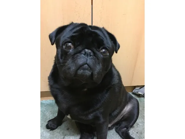 Chú chó pug Buddy của Josef Prusa
