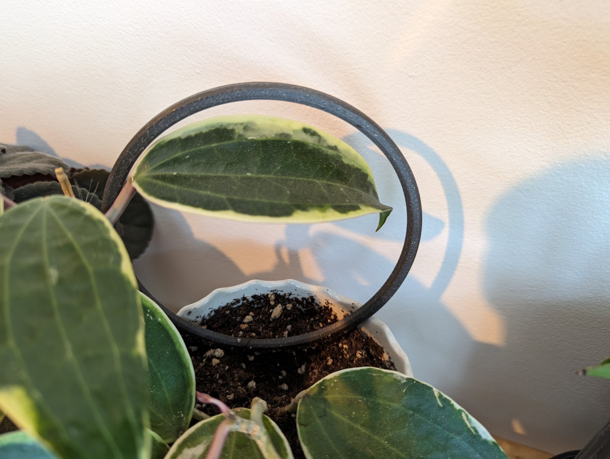 Giá đỡ cây dây leo đơn giản cho không gian sống