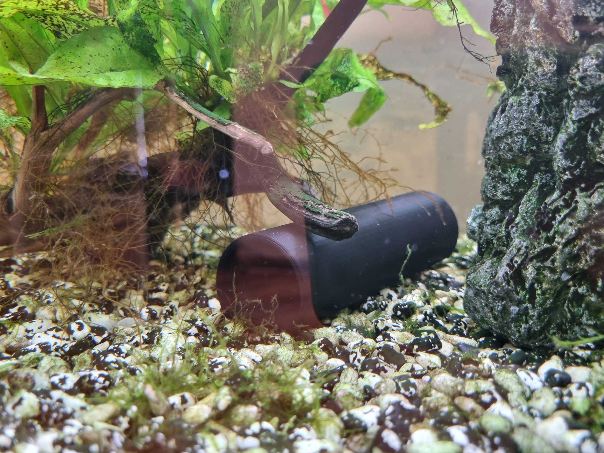 Hang cá cho cá cảnh sinh sản và nghỉ ngơi