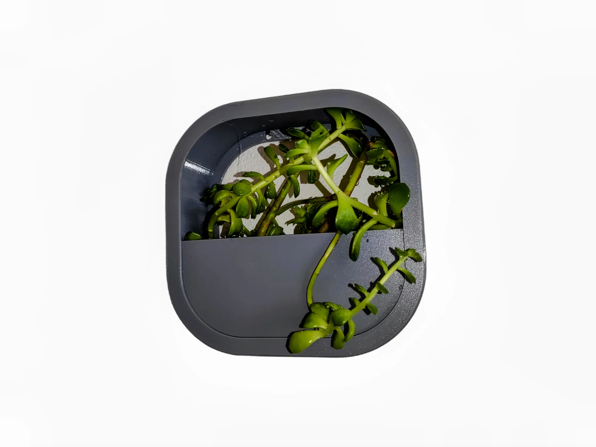 Chậu hoa treo tường dễ in từ vật liệu PETG