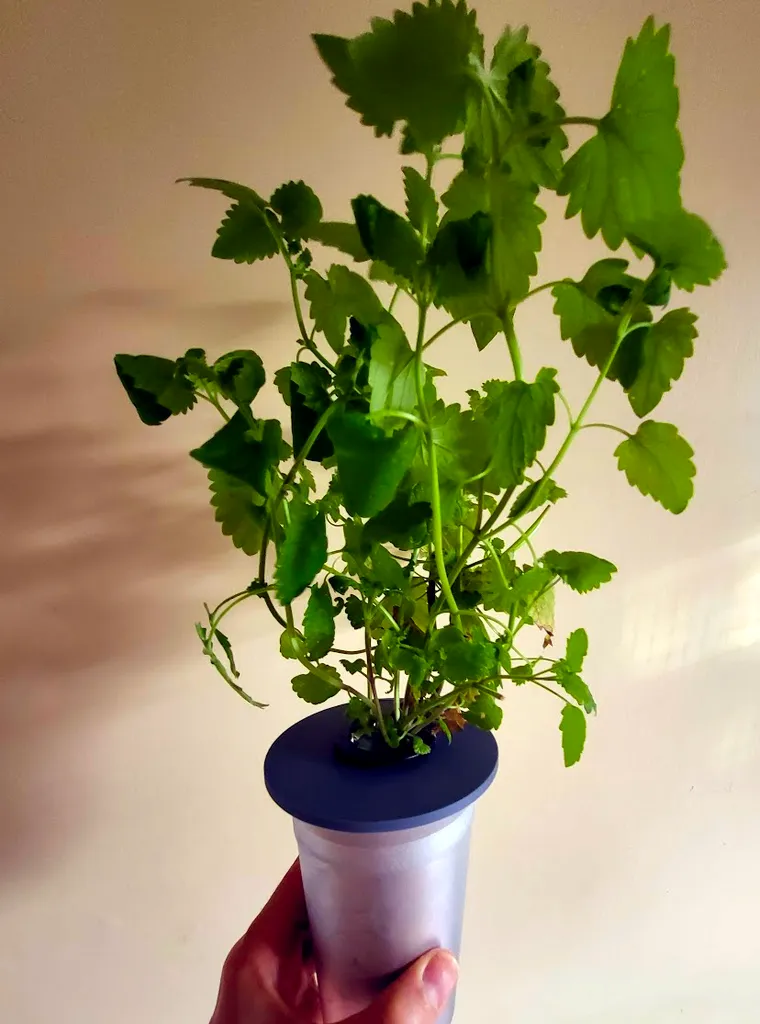 Nắp hộp Pot Noodle cho chậu trồng cây phương pháp Kratky, lỗ 32mm