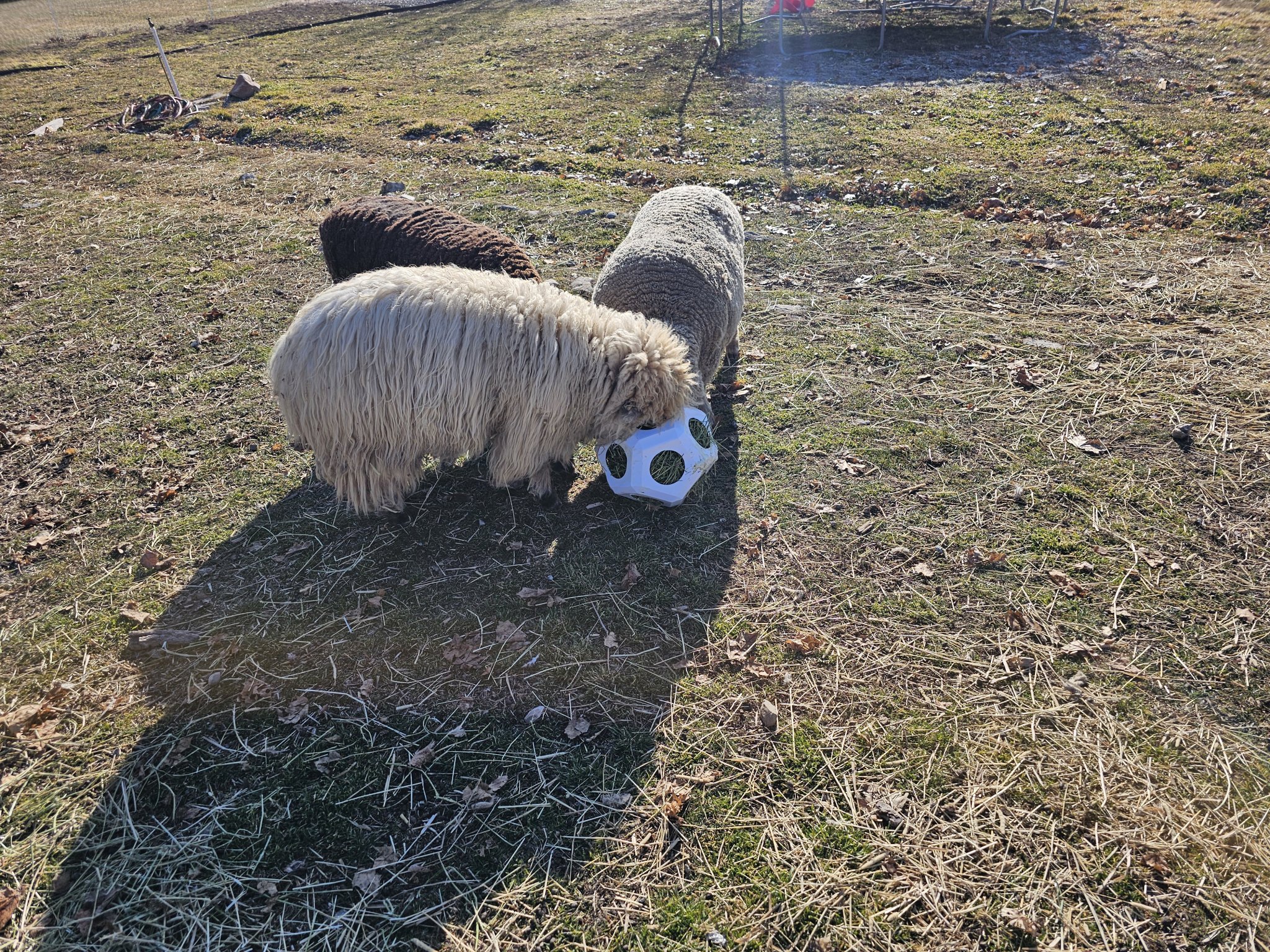 Bóng cỏ cho gia súc in 3D