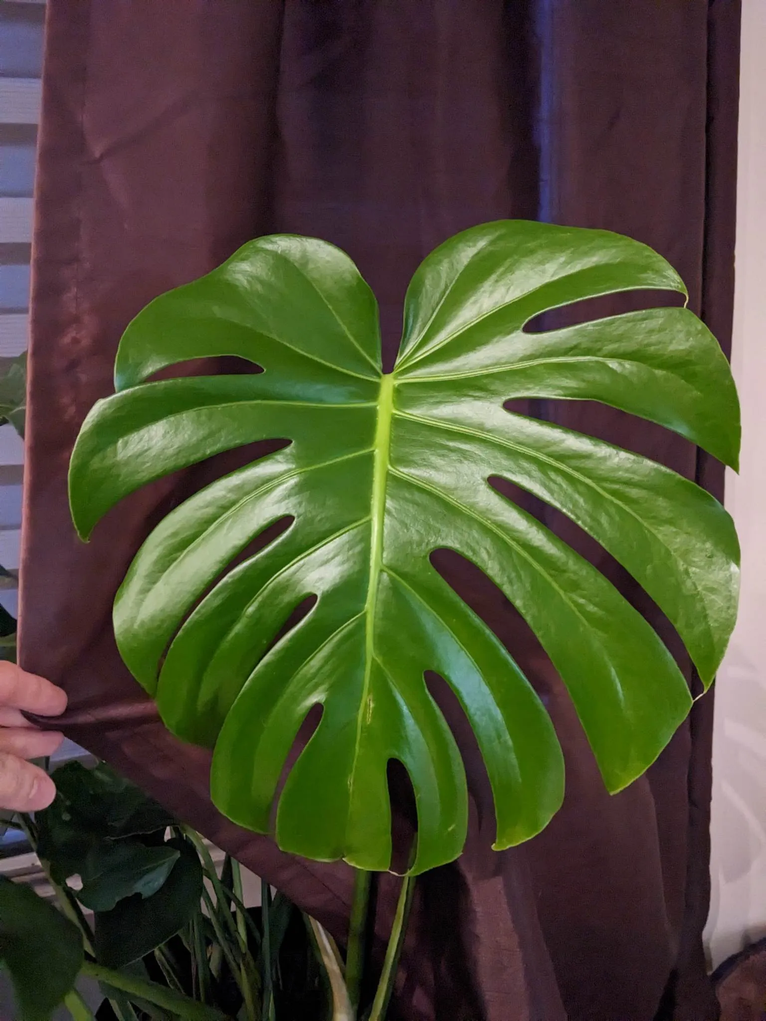 Đế lót ly hình lá Monstera Deliciosa