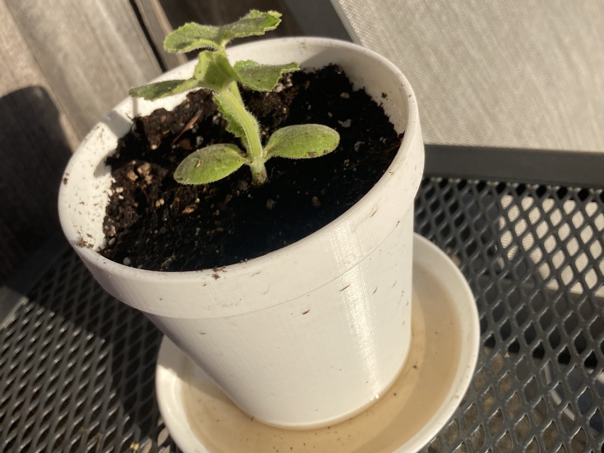 Chậu cây Not-A-Clay độc đáo cho trang trí nhà cửa