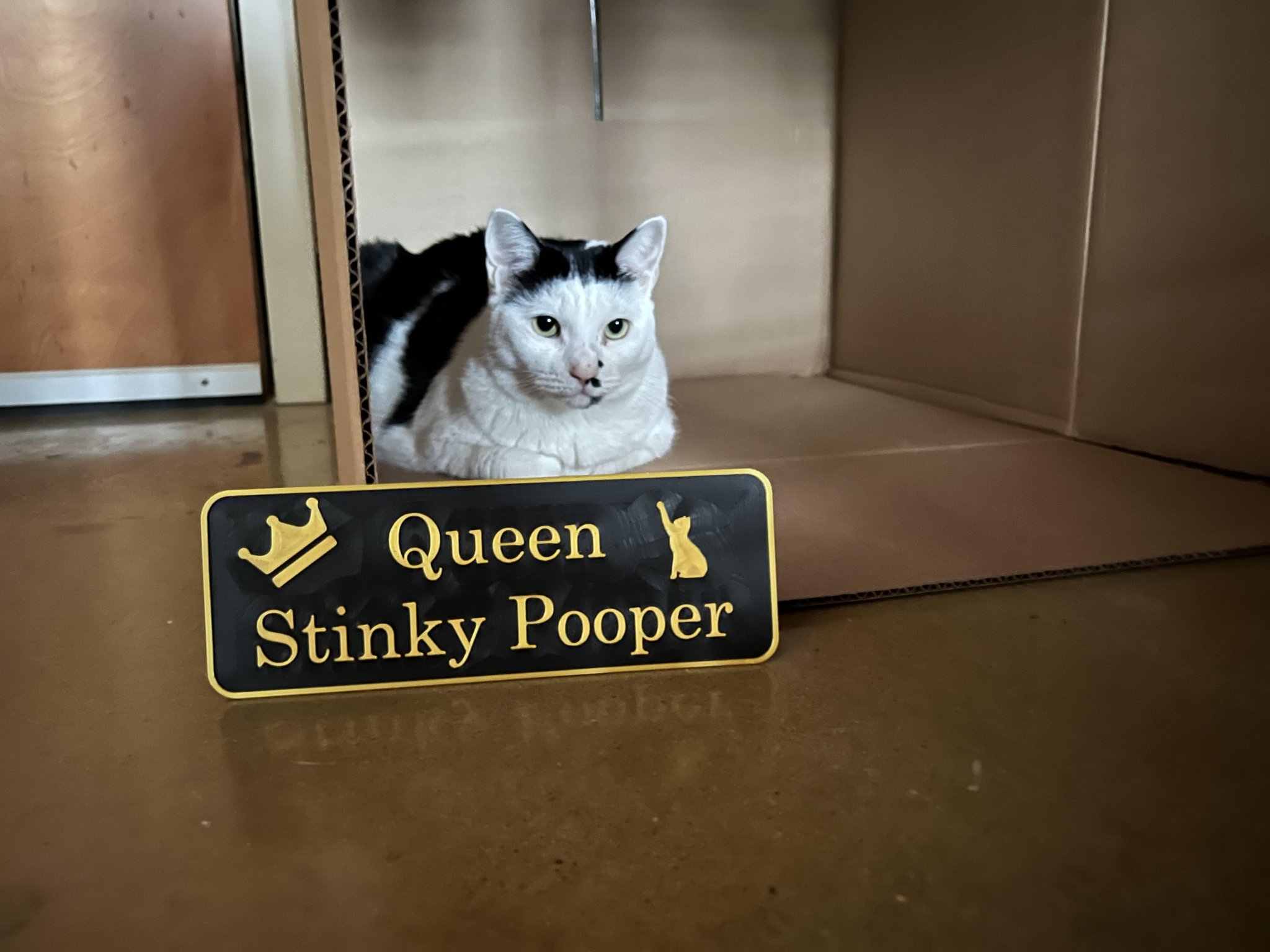 Biển hiệu mèo hoàng gia với phân thối hôi