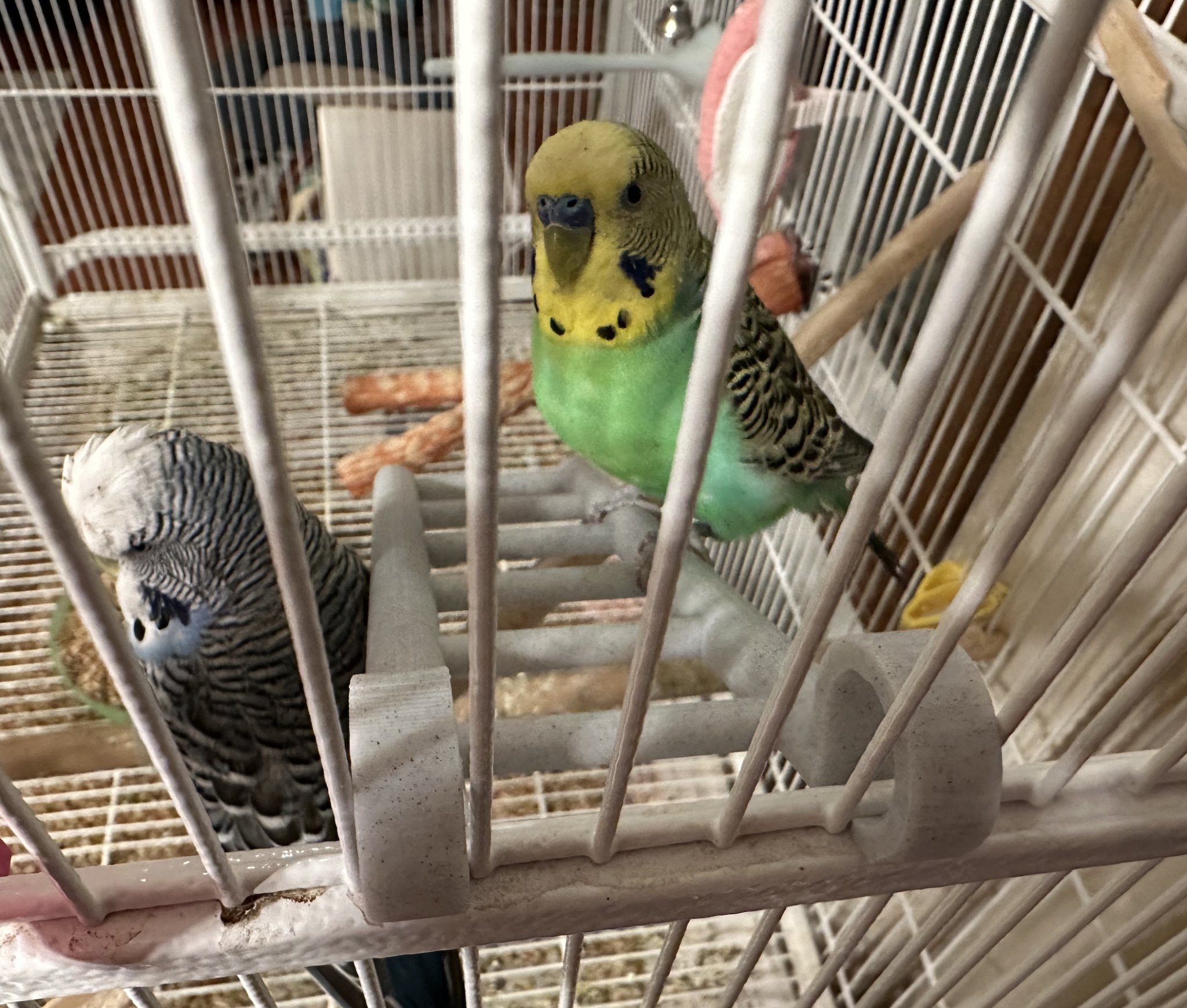 Thang leo cho chim vẹt giúp thư giãn trong lồng nuôi