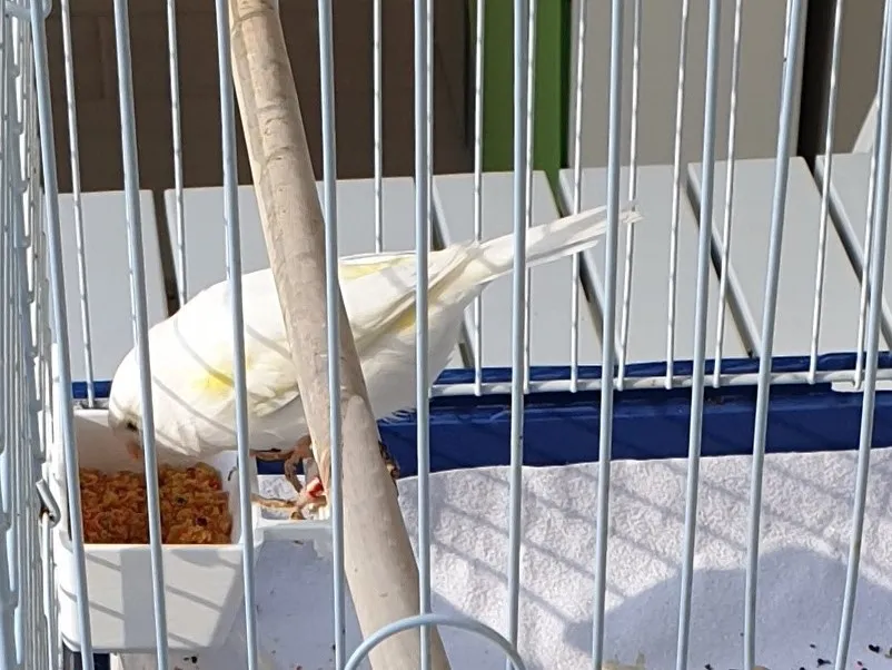 Giá đỡ thức ăn cho chim trong lồng