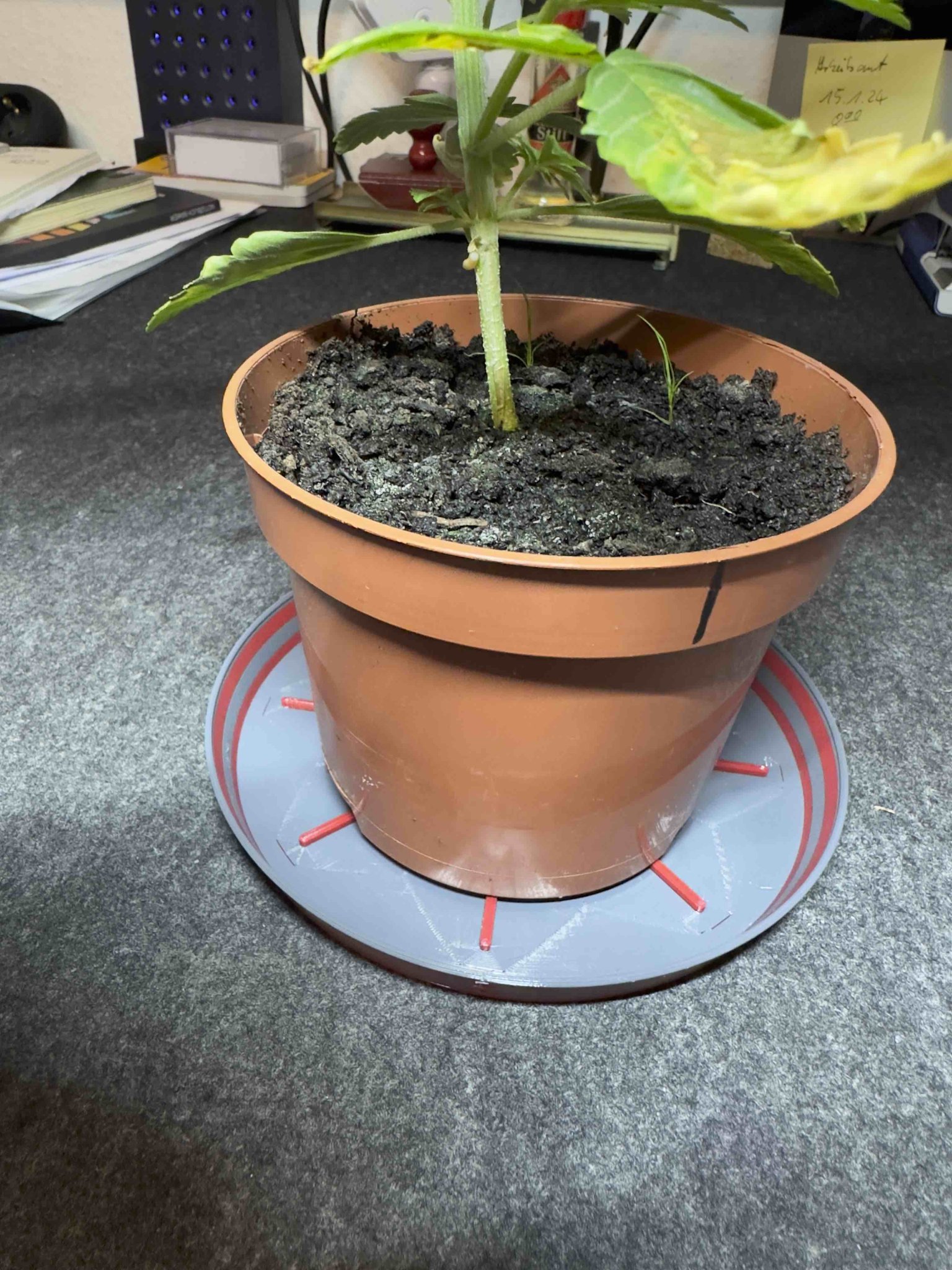 Đế ly đa sắc cho chậu hoa