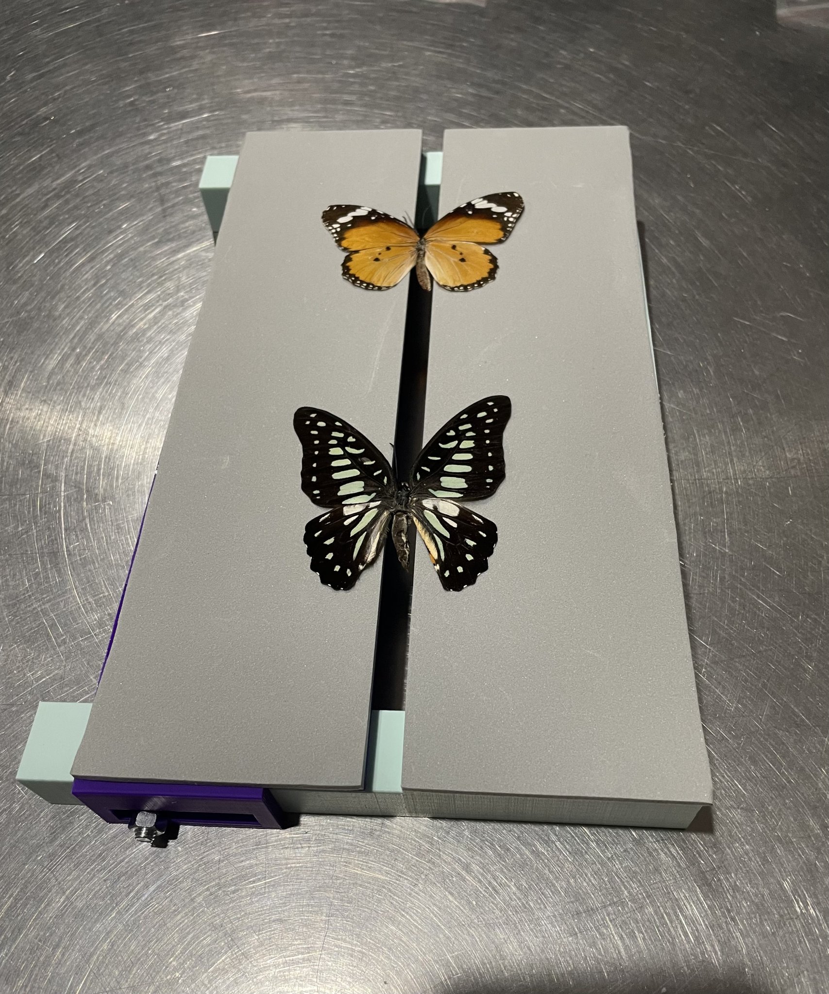 Bảng phẳng điều chỉnh để gắn côn trùng có cánh