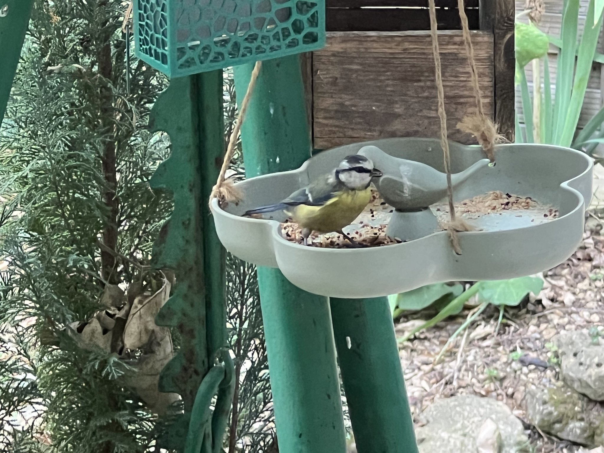 Đồ ăn cho chim và bồn tắm chim xinh xắn