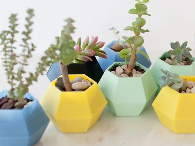 Chậu cây xương rồng hình lục giác trang trí bàn làm việc