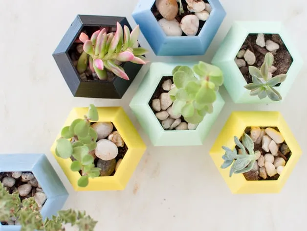 Chậu cây xương rồng hình lục giác trang trí bàn làm việc
