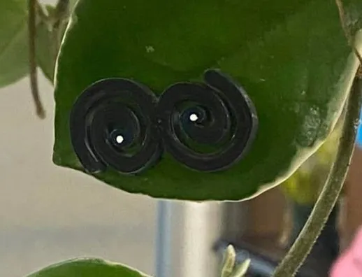 Đôi mắt cho cây xanh - Thêm phần thú vị cho bạn bè thực vật