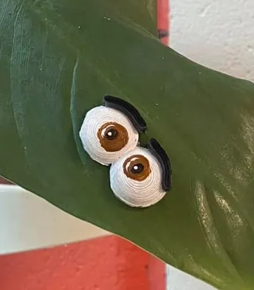 Đôi mắt cho cây xanh - Thêm phần thú vị cho bạn bè thực vật