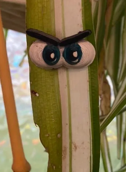 Đôi mắt cho cây xanh - Thêm phần thú vị cho bạn bè thực vật