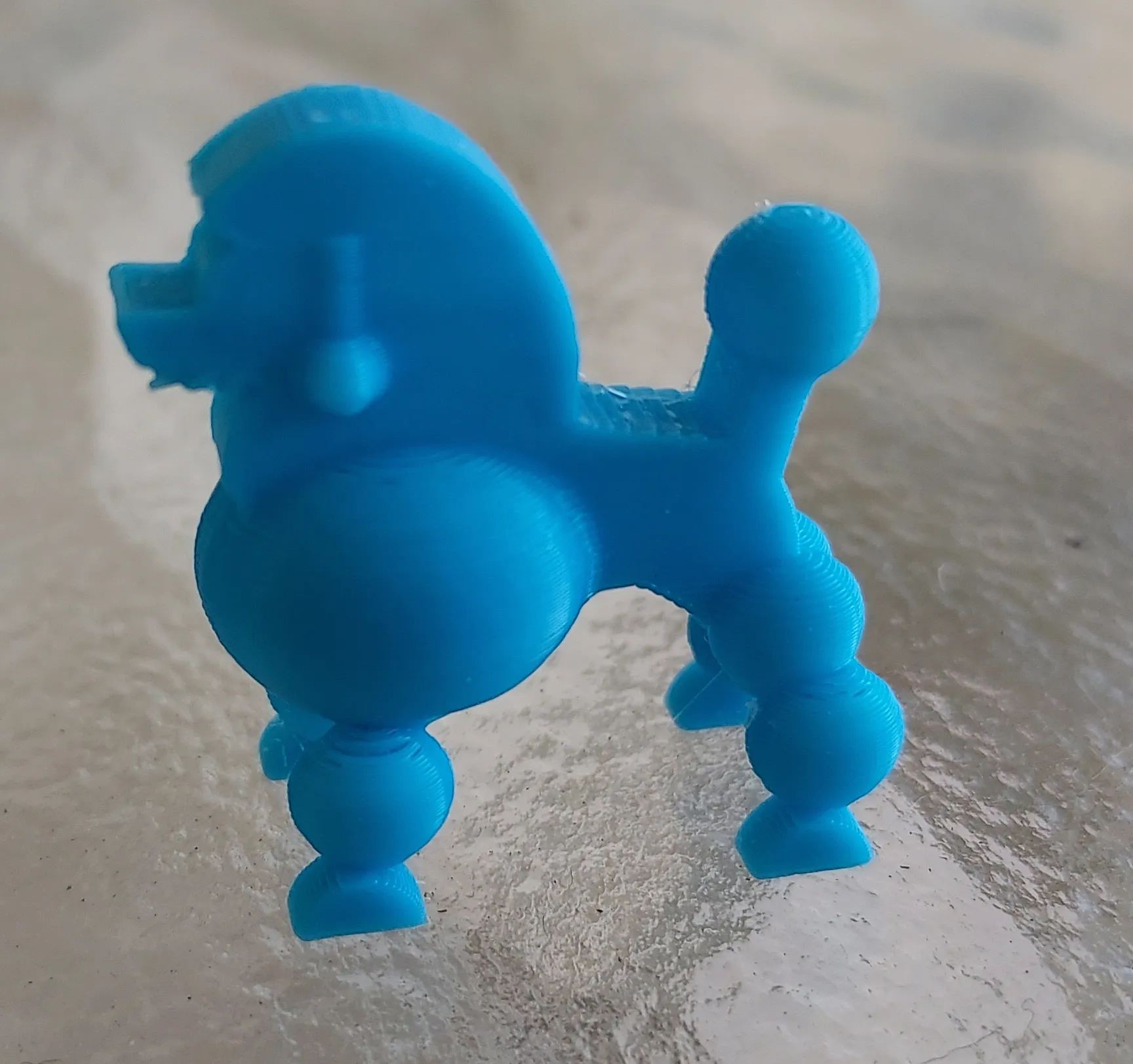 Chó xù dễ thương vừa rời khỏi tiệm cắt tóc thú cưng