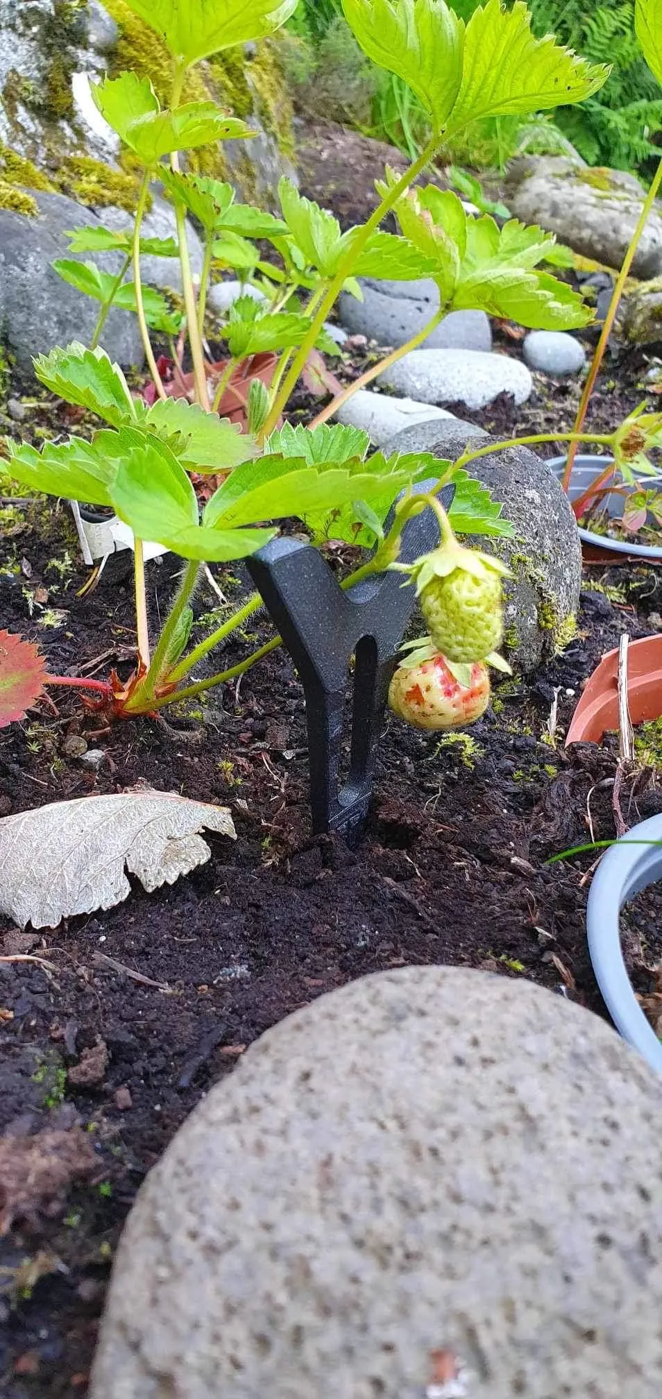 Giá đỡ dâu tây hỗ trợ trồng cây trong vườn