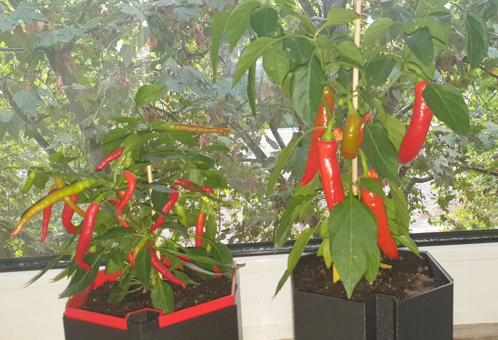 Chậu cây tự tưới hình lục giác kích thước 16x16x14cm