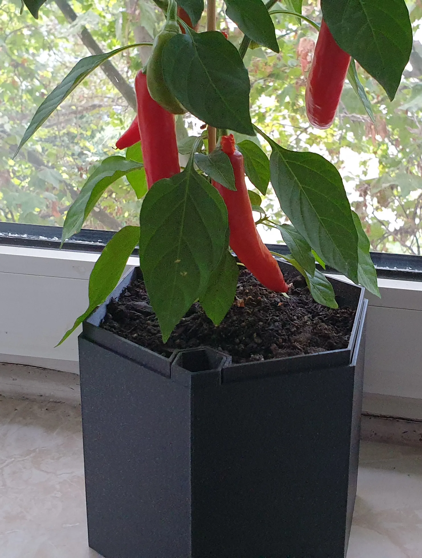 Chậu cây tự tưới hình lục giác kích thước 16x16x14cm