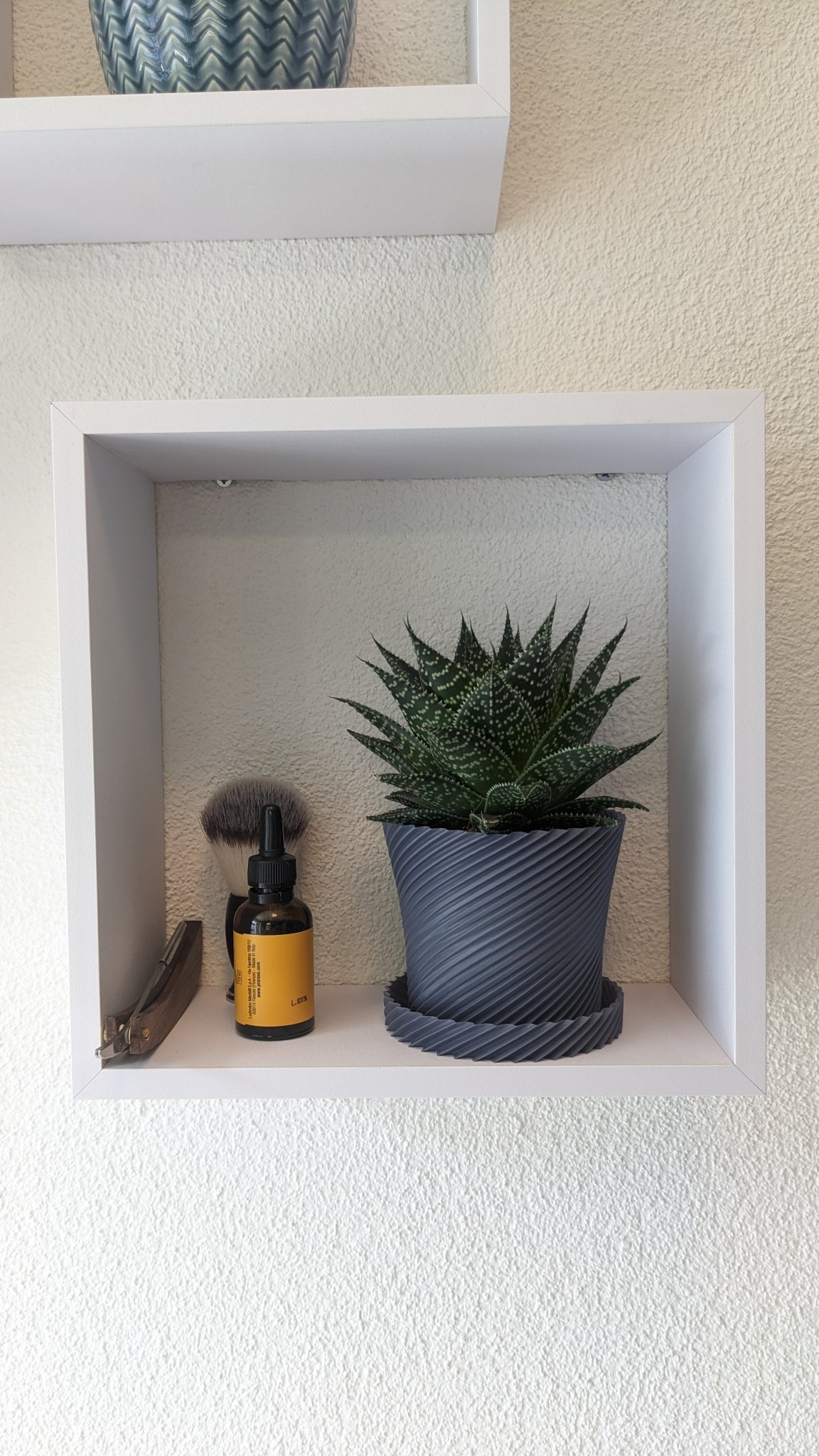 Chậu cây xương rồng với đĩa trang trí